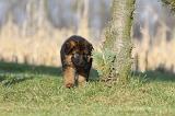 BERGER ALLEMAND 836